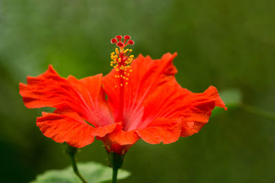 Close-up of orange hibiscus flower