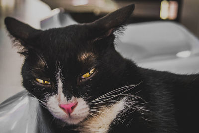 Close-up portrait of black cat