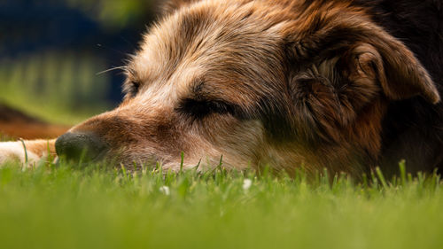 Close-up of dog relaxing on field