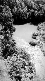 Scenic view of lake in forest