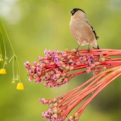 Close-up of bird perching on branch