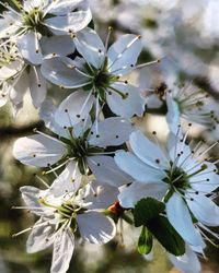 Close-up of white cherry blossom tree