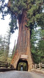 Low angle view of trees