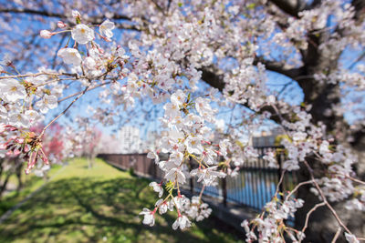 Close-up of cherry blossom tree