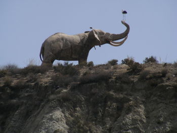 Low angle view of elephant against sky