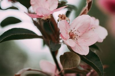 Close-up of pink cherry blossom