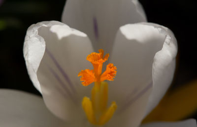 Close-up of yellow flower