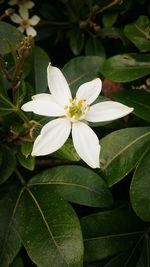 Close-up of white flower