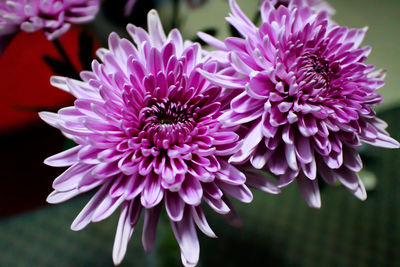 Close-up of purple flowers blooming outdoors