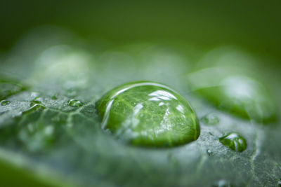 Close-up of raindrops on green leaves