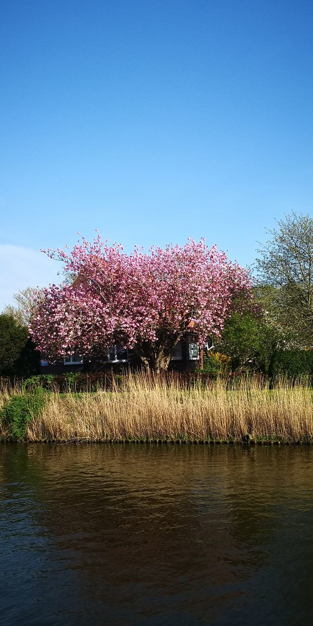 plant, sky, beauty in nature, growth, tree, nature, flower, scenics - nature, water, tranquility, flowering plant, clear sky, day, tranquil scene, no people, lake, copy space, pink color, land, outdoors, springtime, cherry blossom, cherry tree