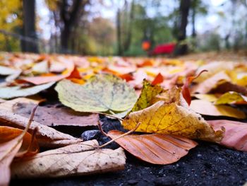 Close-up of fallen maple leaves on land