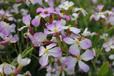 Close-up of purple flowers