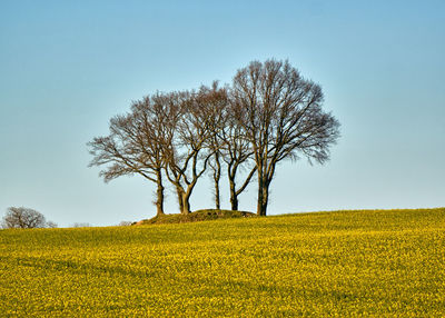 Tree on field against clear sky