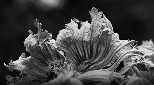 Close-up of wilted flower