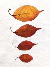 Close-up of dry autumn leaves on white background