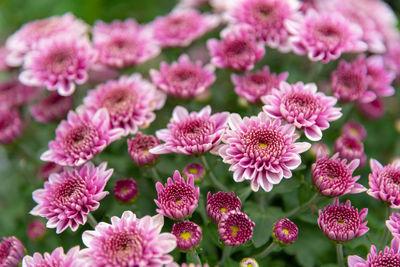 Close-up of pink flowers