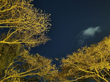 Low angle view of tree against sky at night