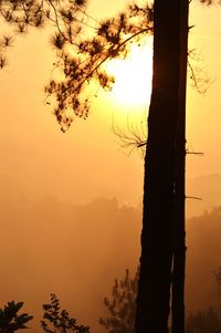 Silhouette tree against sky during sunset