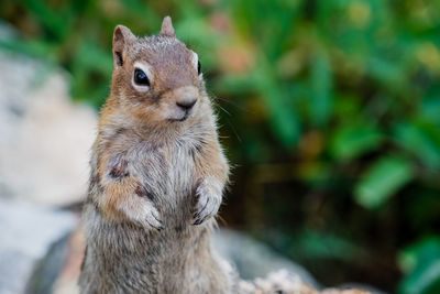 Close-up of squirrel