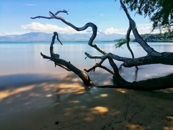 Driftwood on beach against sky