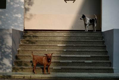 View of a dog standing on staircase