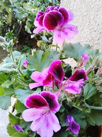 Close-up of pink flowers blooming outdoors