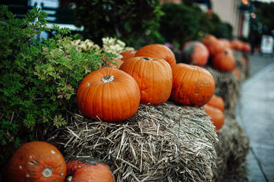 Close-up of pumpkins on field