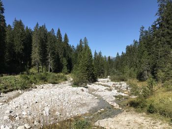 Panoramic shot of trees on land against clear sky