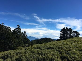 Scenic view of trees on field against sky