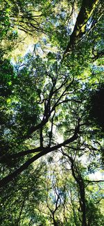 Low angle view of trees in forest