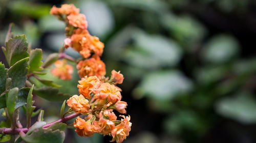 Close-up of plant