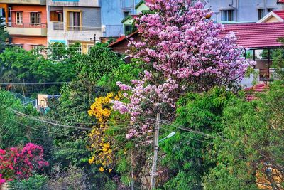 Flowering plants and trees by building