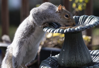 A squirrel stops for a drink from the fountain