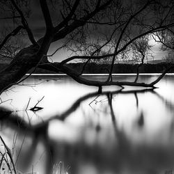 Close-up of bare tree in front of calm lake