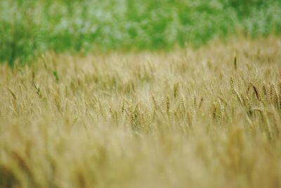 Scenic shot of wheat field