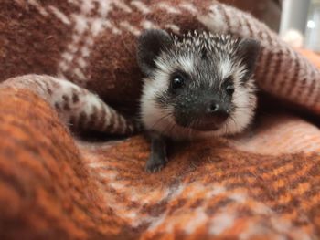 Close-up portrait of a hedgehog