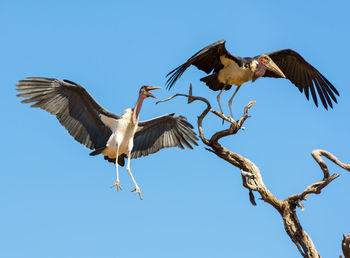 Low angle view of bird flying