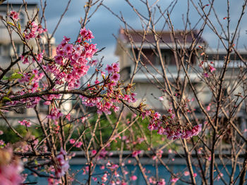 Close-up of pink cherry blossom tree