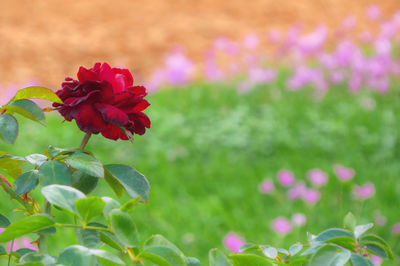 Close-up of flower blooming on field