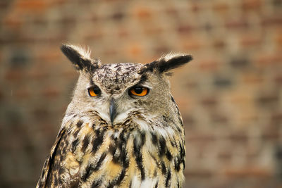 Close-up portrait of owl