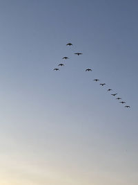 Low angle view of birds flying in the sky