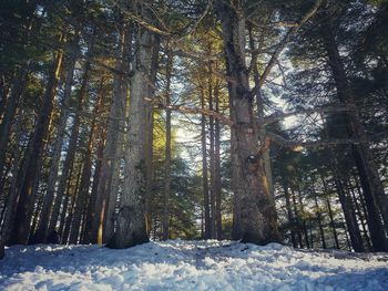 Snow covered trees in forest