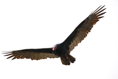 Close-up of bird flying against clear sky