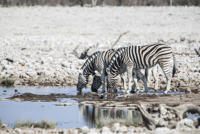 Close-up of zebra