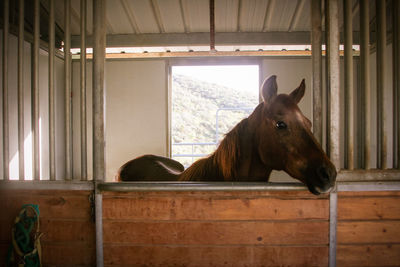 Close-up of horse in stable