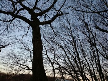 Low angle view of bare trees in forest