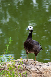 Bird perching on a lake