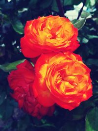 Close-up of flower blooming outdoors