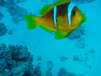 Close-up of fish underwater